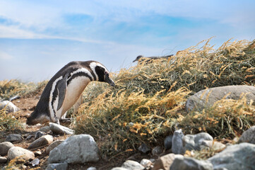 Magellanic penguins on the shores of the Magdalena Island, during a sunny day.