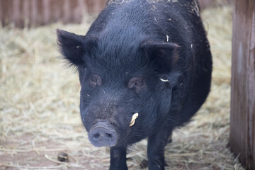 black pig