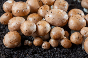 Brown champignons mushrooms growing in underground caves in Kanne, Belgium