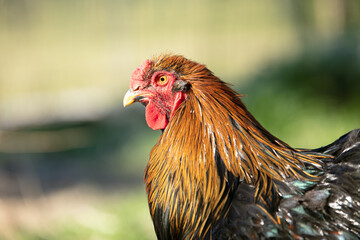 Beautiful brown and black rooster