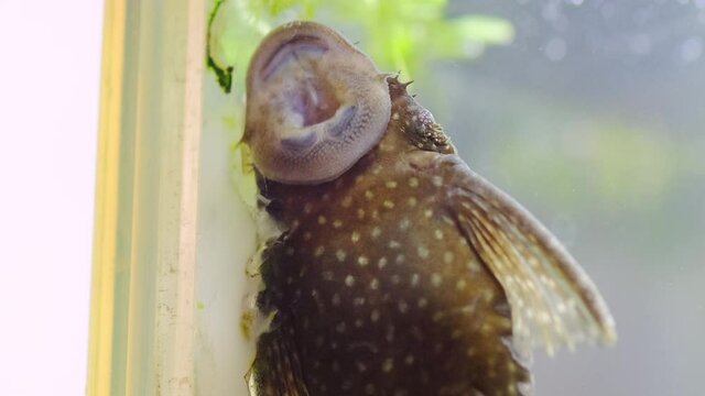 口をパクパク動かすプレコの食事