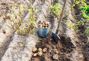 Freshly harvested organic potatoes in metal bucket