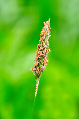 caterpillar on a leaf
