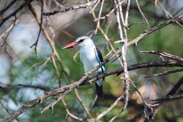 Woodland Kingfisher