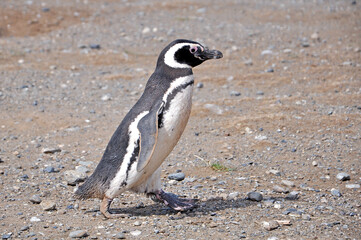 Magellanic penguin on the shores of the Magdalena Island, during a sunny day.