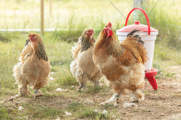 pedigree rooster and hen in a farm