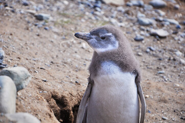 Magellanic female penguin near the nest on the shores of the Magdalena Island, during a sunny day.