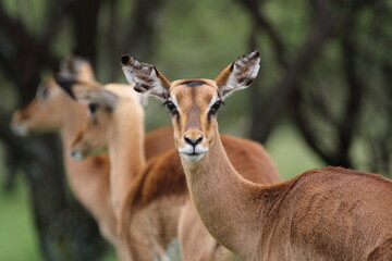 Impala Ewe