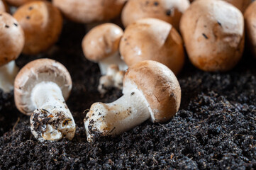 Brown champignons mushrooms growing in underground caves in Kanne, Belgium