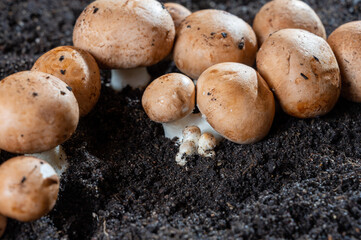 Brown champignons mushrooms growing in underground caves in Kanne, Belgium