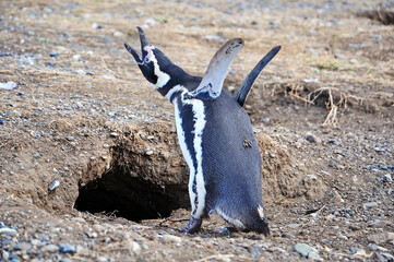 Magellanic penguin near the nest on the shores of the Magdalena Island, during a sunny day.