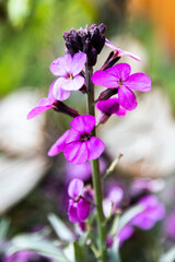 flowers in the garden