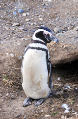 Magellanic penguin near the nest on the shores of the Magdalena Island, during a sunny day.