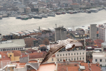 Fototapeta na wymiar Brown gull flying above Istanbul city. Color of bird matching colors of building roof. Flying gull close-up.