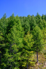 Evergeen firs and pine trees with cones growing on mounains slopes in Alps