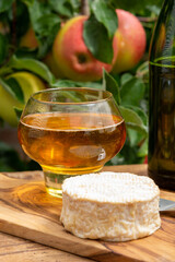 Taste of Normandy, France, glass of apple cider and camembert cheese and green apple tree with ripe red fruits on background