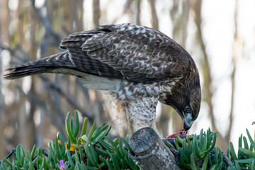 Bird of prey Coppers Hawk stands over his latest kill while eating the meat from the carcass.