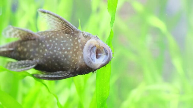 水中でエラ呼吸するプレコ