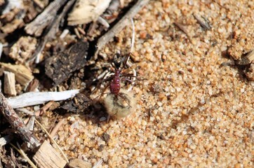 Meat Ant (Iridomyrmex purpureus) with prey, South Australia