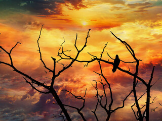 Rabe im Sonnenuntergang