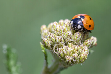 Coccinella 7-punctata (Seven-spot ladybird) on Achillea © chillingworths