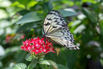 Fototapeta na wymiar butterfly on a flower in summer day