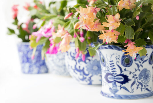 Original botanical photograph of different colored Christmas Cactus plants in blue and white planters in a sunny window