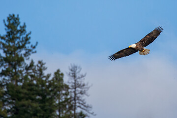 Original wildlife photograph of a Bald Eagle soaring above the treetops against a blue sky
