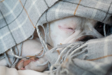 Cute French bulldog hiding under the blanket.