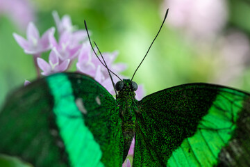butterfly on a flower in summer day
