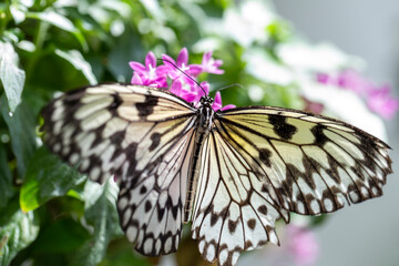 butterfly on a flower in summer day