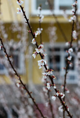 Blossoming tree in spring. Close up white spring flowers on tree branch with a blurred background. Selective focus.