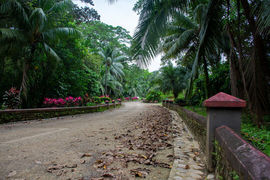 &aacute;rbol, huerta, naturaleza, tropical, la palma, camino, aparcar, paisaje, playa, &aacute;rbol, verde, verano, carretera, viajando, cielo, acera, casa, bosque, azul, mar, isla, palmera, arena, vacaciones
