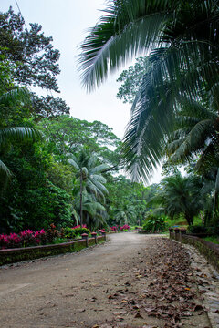 la palma, &aacute;rbol, tropical, playa, naturaleza, verde, paisaje, cielo, aparcar, azul, verano, viajando, &aacute;rbol, carretera, isla, camino, huerta, arena, palmera, coco, mar, la palma, ed&eacute;n, bosque