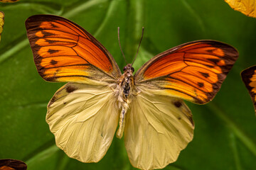 butterfly on a flower in summer day