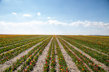 beautiful garden of tulip. Summer sun and flower garden 