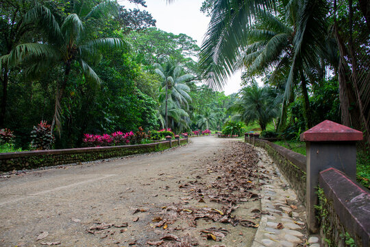 la palma, huerta, naturaleza, &aacute;rbol, aparcar, tropical, camino, paisaje, &aacute;rbol, verano, verde, playa, cielo, viajando, carretera, acera, isla, azul, palmera, vacaciones, camino, f&aacute;brica, arquitectura