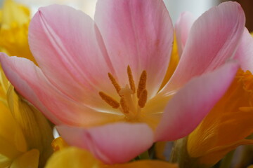 Obraz na płótnie Canvas Tulips in detail.