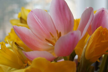 Fototapeta na wymiar Tulips in detail.