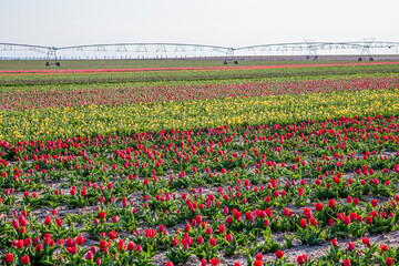 beautiful garden of tulip. Summer sun and flower garden 