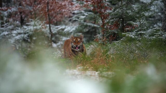 Female of siberian tiger (Panthera tigris altaica) in forest in winter. Catching the scent. Big cat in the wild in its natural habitat.