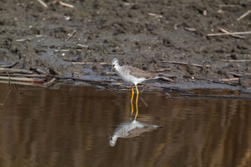 A Greater Yellow Legs Wading on a lake shore