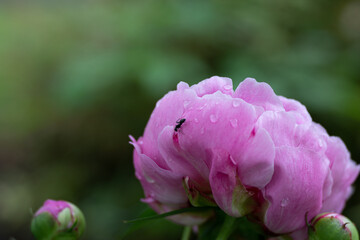 ant climbing along the petals of a beautiful pink flower, close up