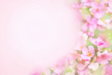 Naklejka na ściany i meble Pink spring blooming flowers or summer blossoming delicate roses festive background, pastel and soft bouquet floral card, selective focus, toned