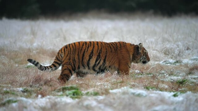 Young female Siberian tiger (Panthera tigris altaica) on the hunt. Slow motion. Fields in winter covered with snow. Wild animal.