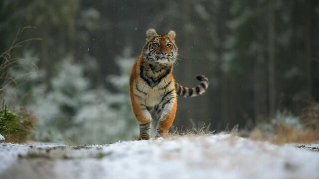A large young female Siberian tiger (Panthera tigris altaica) runs directly against the camera. Slow motion video. 