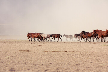 Fototapeta premium a plain with beautiful horses in sunny summer day in Turkey. Herd of thoroughbred horses. Horse herd run fast in desert dust against dramatic sunset sky. wild horses 