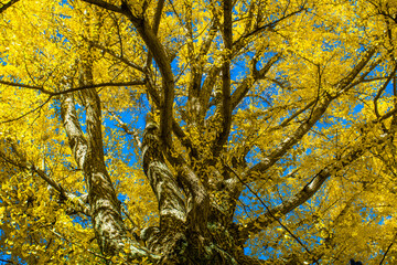 Autumn ginkgo tree