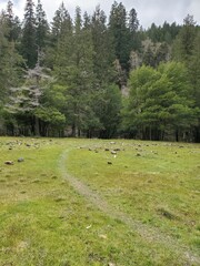 Obraz premium rocks in the meadow