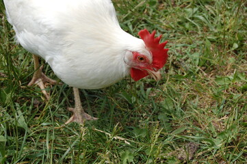 White chicken on a farm.